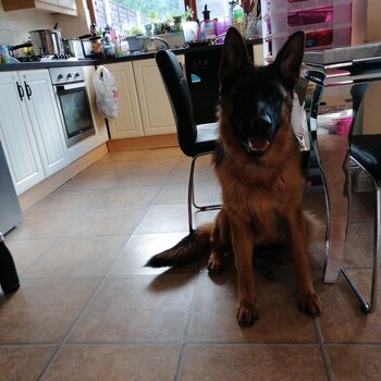 German shepherd male boy