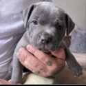 BLUE STAFFORDSHIRE PUPPIES FOR SALE AND ADDOPTION-0