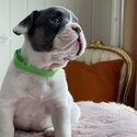 french bulldog-4