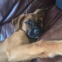 Mix breed German Shepard and boxer puppy -0