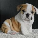 Top Class English Bulldog Puppies Available-0