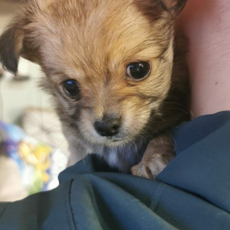 Male Teacup Chihuahua