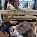 Sprocker spaniel puppies -4