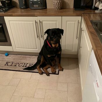 Rottweiler for sale