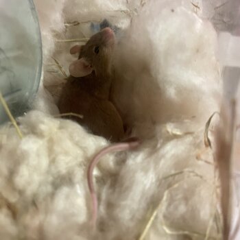 3 female fancy mice