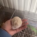 Hamster with big setup -1