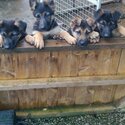 German shepherd pups -0