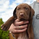 Chocolate Labrador -4