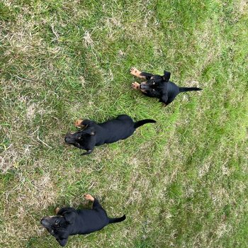 Black and Tan Jack Russell's 