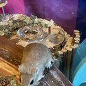 Female gerbils for sale! -2