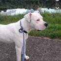 Rogue is a purebred Dogo Argentino -1