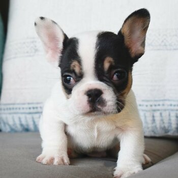 Well Trained French Bulldog Puppies