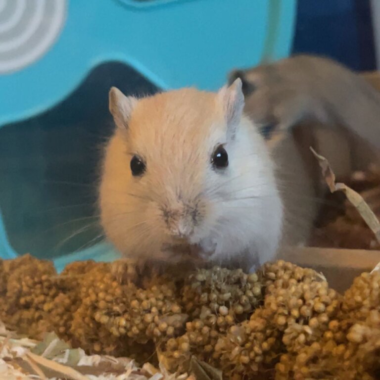 Female gerbils for sale! 