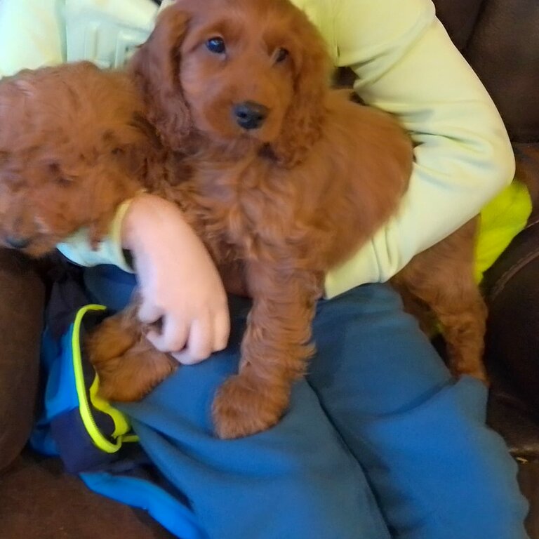 Beautiful Cockapoo Puppy