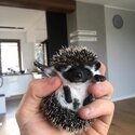 Baby African Pygmy hedgehog for sale male and female 8 weeks old -0