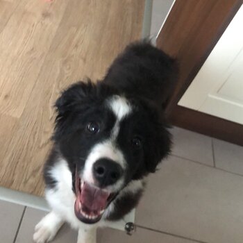 Border collie for sale