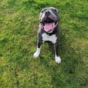 Staffordshire bull terrier -2