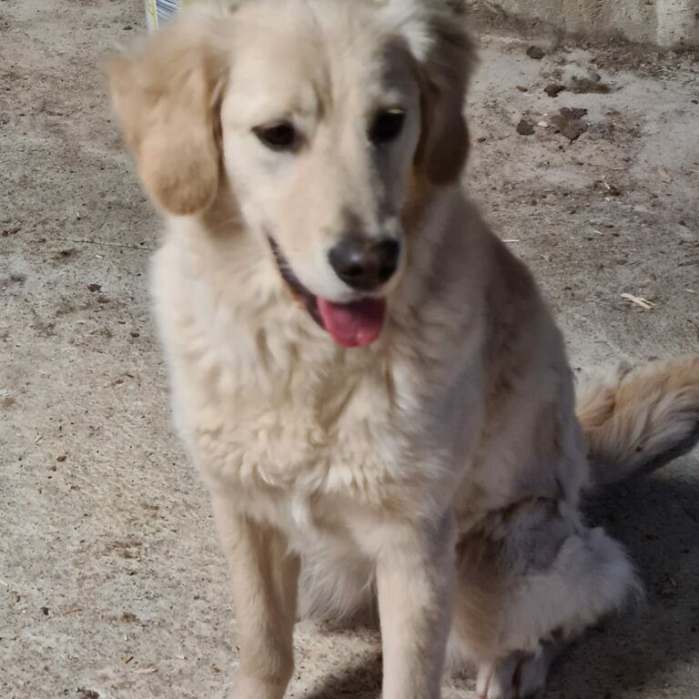 Golden retriever sisters 