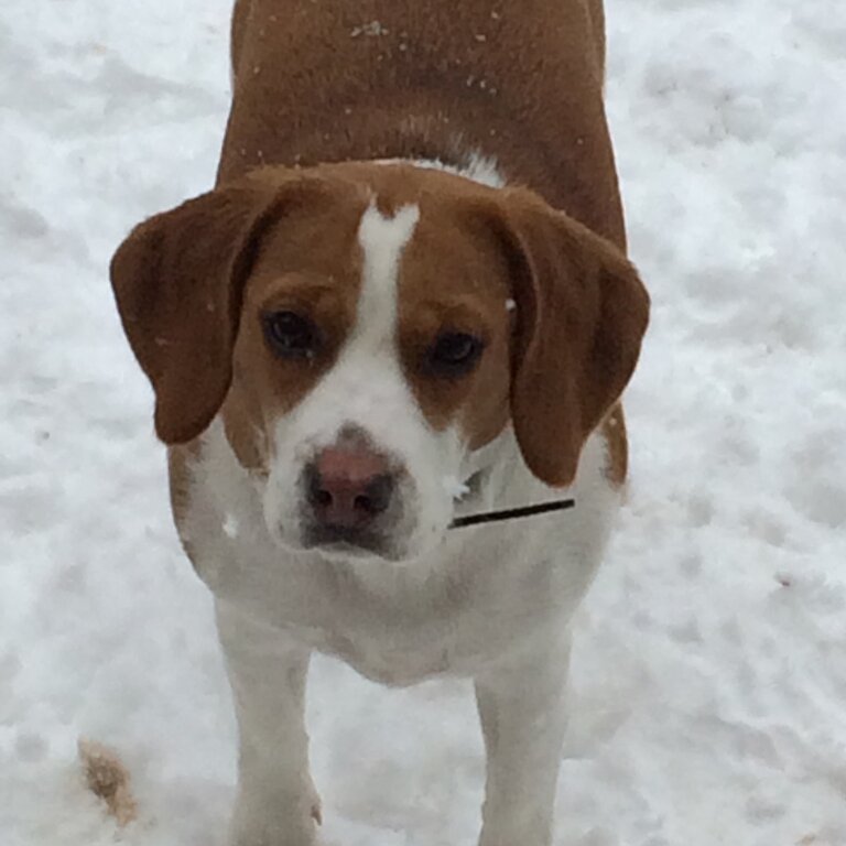 Foot beagle 