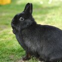 Dwarf bunny looking for new home-0