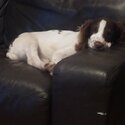 Springer Spaniel Available -0