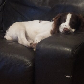 Springer Spaniel Available 