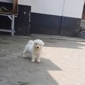 Samoyed Puppy For Adoption -1