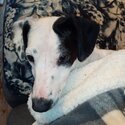 Female Jack Russell X looking for a loving new home-0