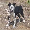 9 month old border collie-1