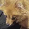 Lovely little pomeranian....very gentle temperament -0