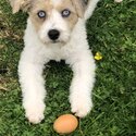 Maltese,Collie mix-1