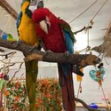 Blue/Gold Macaw (male/female)-1