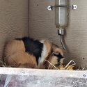 2 Male guinea pigs FREE-3