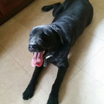 Black Labrador free