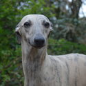 Stunning Whippet Bitch for sale - KC registered-3