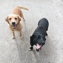 Labrador Cross for Sale-2