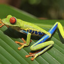 Red Eye Tree Frogs (Agalychnis callidryas)