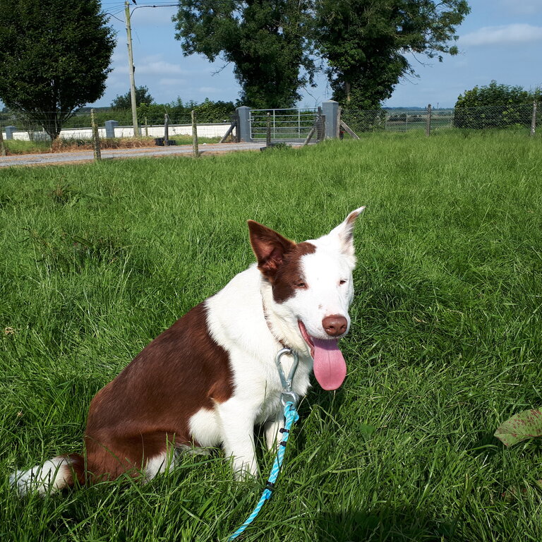 Lovely purebred Border Collie dog 