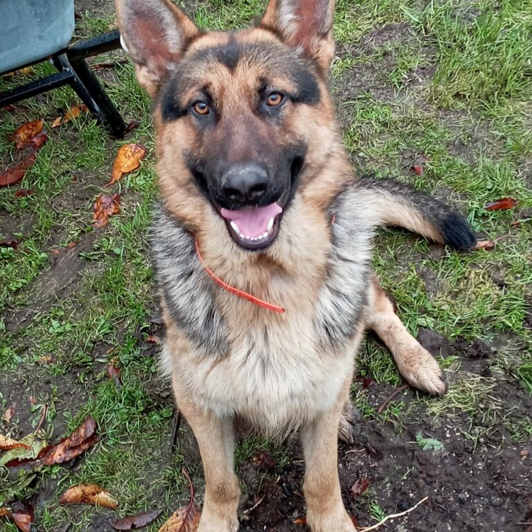 German shepherd looking for new home