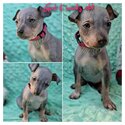 American hairless terier AHT-1