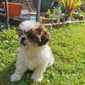 Shih Tzu-2