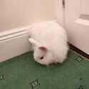 Neatherlands dwarf rabbits and lion head rabbit 8 months old -1