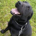 Black Labrador free-3