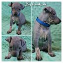 American hairless terier AHT-3