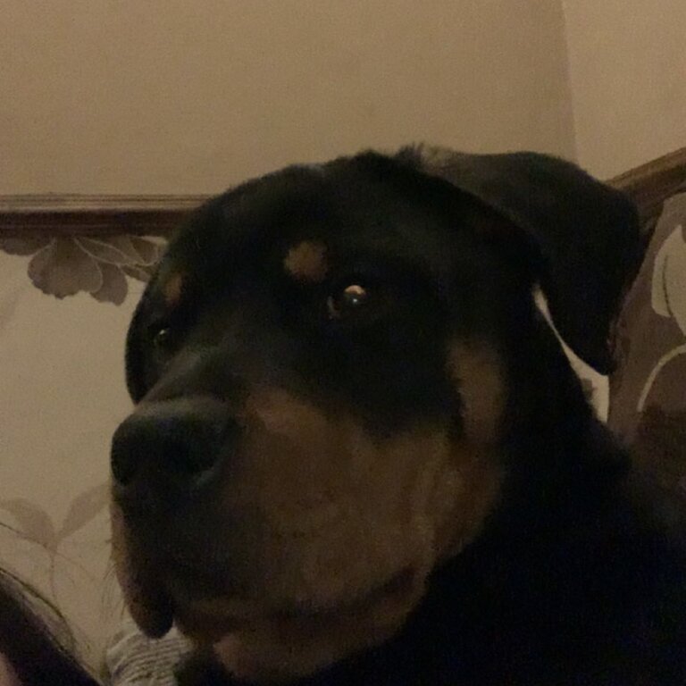 Rottweiler for sale 