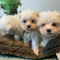 Beautiful Purebred Maltese .-1