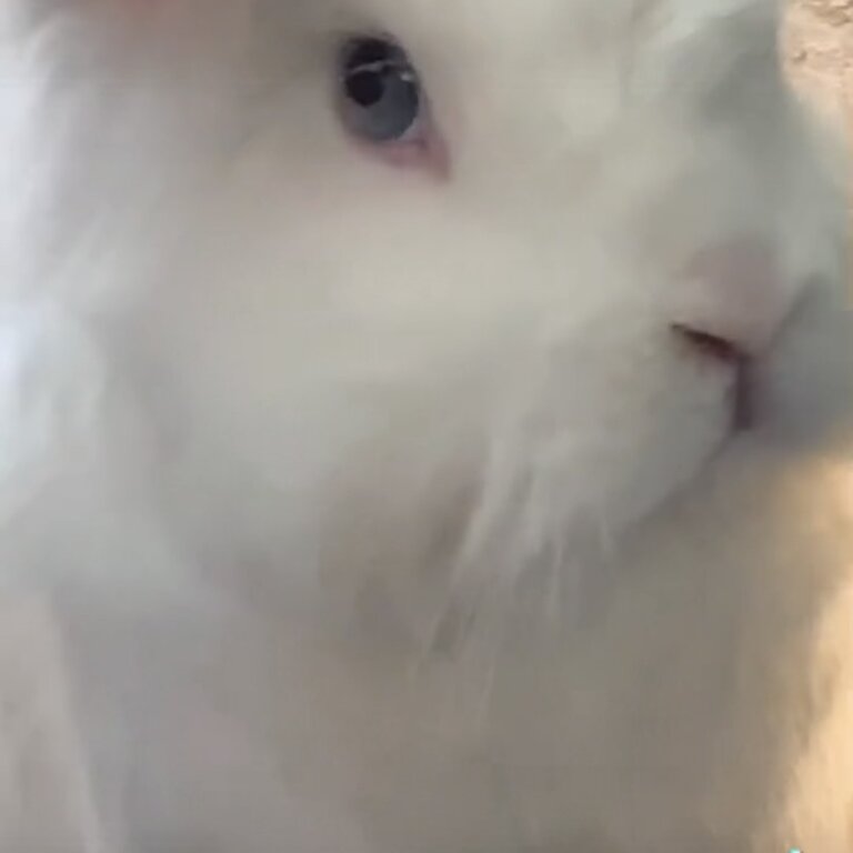 White dwarf rabbit