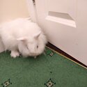 Neatherlands dwarf rabbits and lion head rabbit 8 months old -2