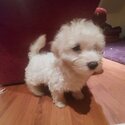 Bishon/Maltipoo puts-4