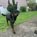 Nice affectionate thoroughbred female rottweiler-5